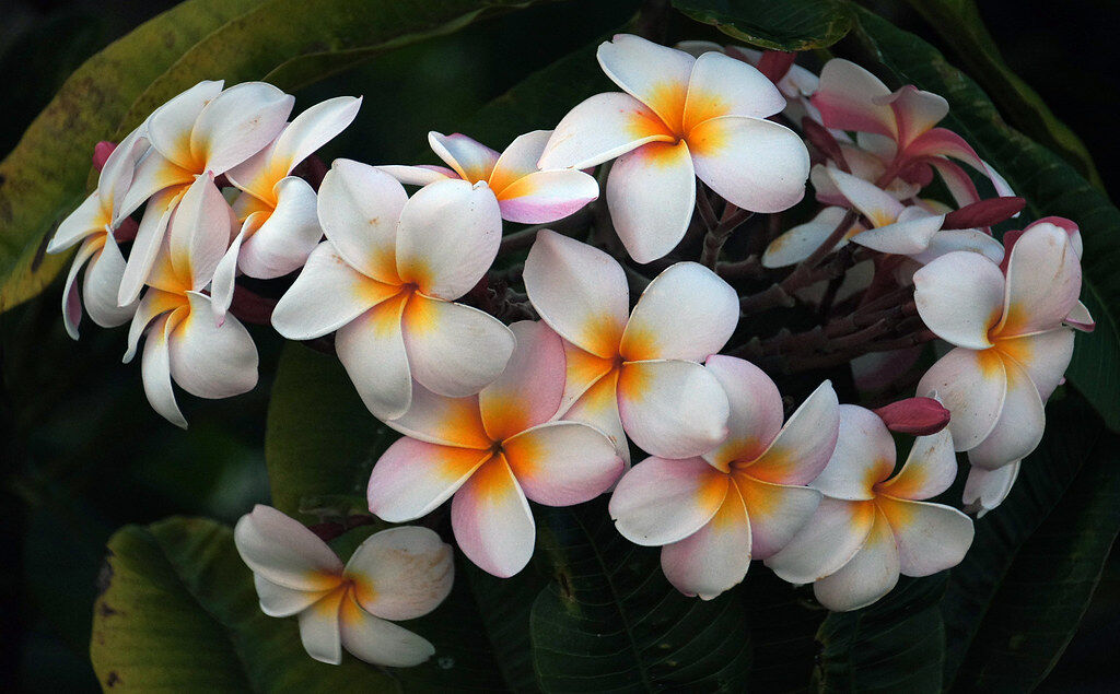 plumeria.jpg